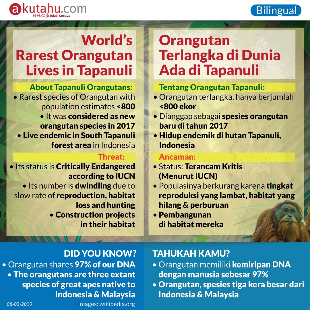 World’s Rarest Orangutan Lives in Tapanuli