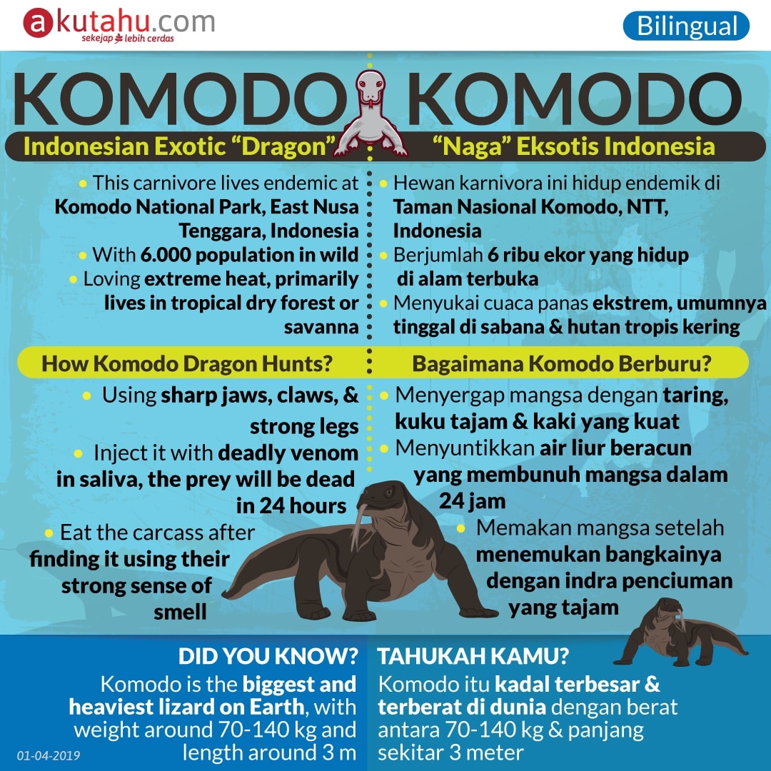 Komodo, Indonesian Exotic Dragon