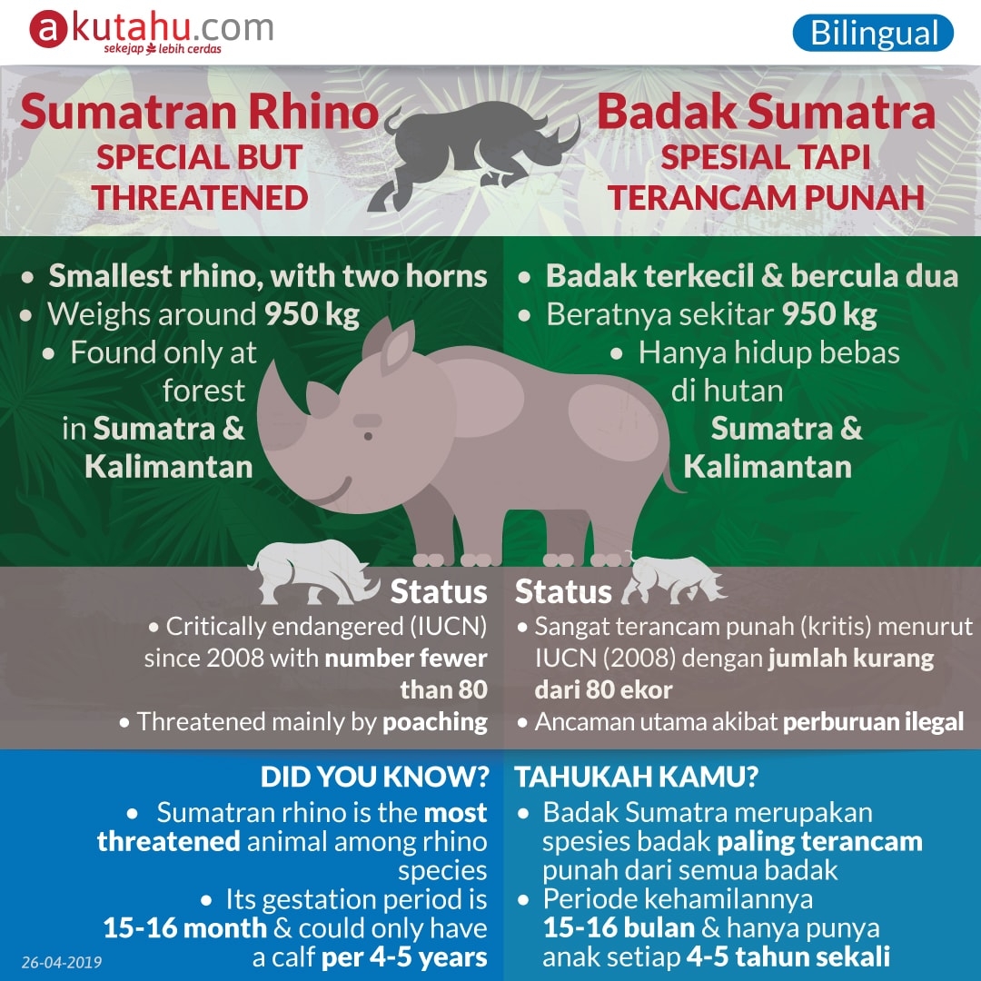 Sumatran Rhino, Unique but Threatened