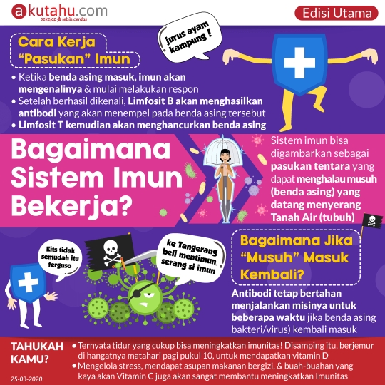 Bagaimana Sistem Imun Bekerja?
