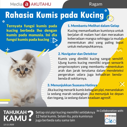 Rahasia Kumis pada Kucing