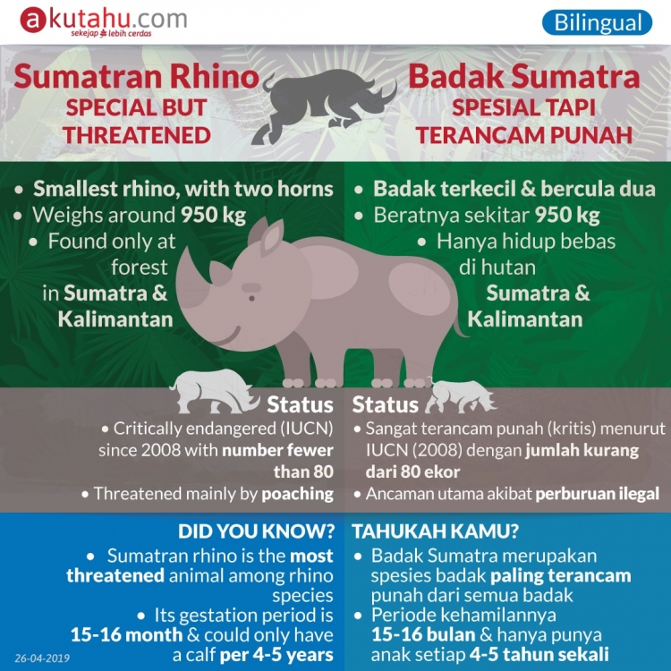 Sumatran Rhino, Unique but Threatened