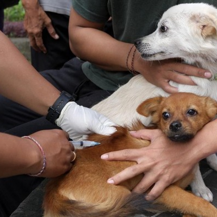 Indonesia Belum Bebas Rabies! 35 Desa di Bali Zona Merah Rabies