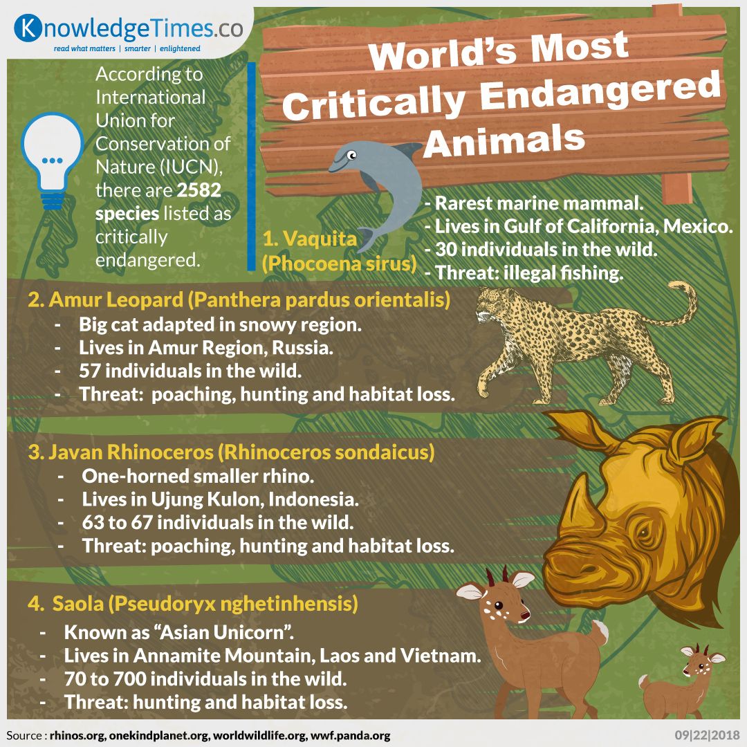 World's Most Critically Endangered Animals  - Sekejap Lebih  Cerdas