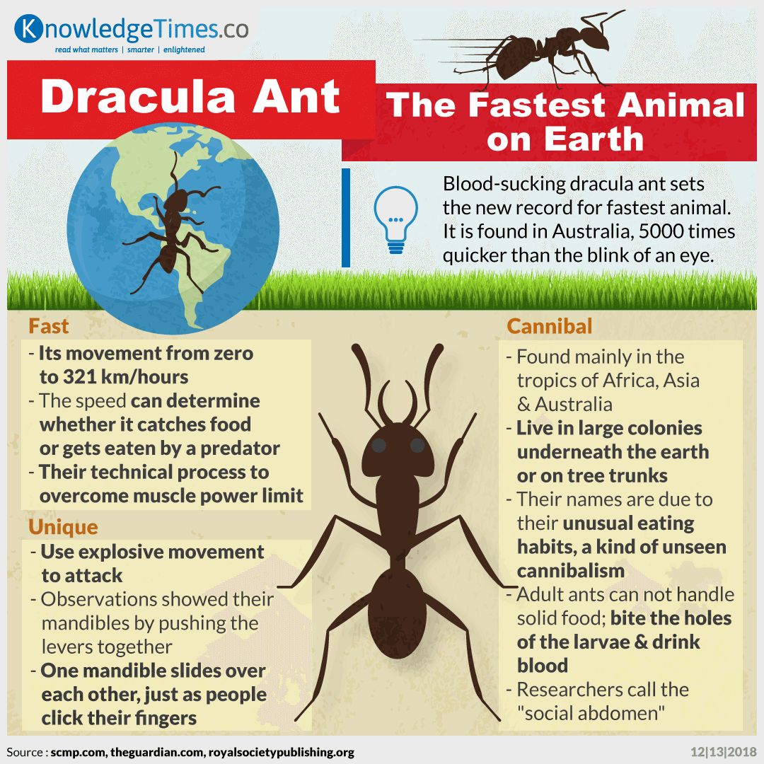 Dracula Ant, The Fastest Animal on Earth