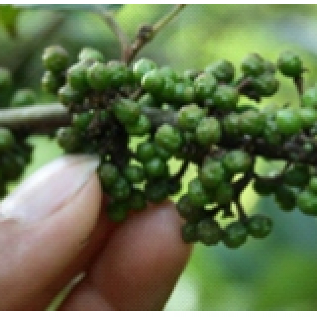 Andaliman,  Si Merica Batak 