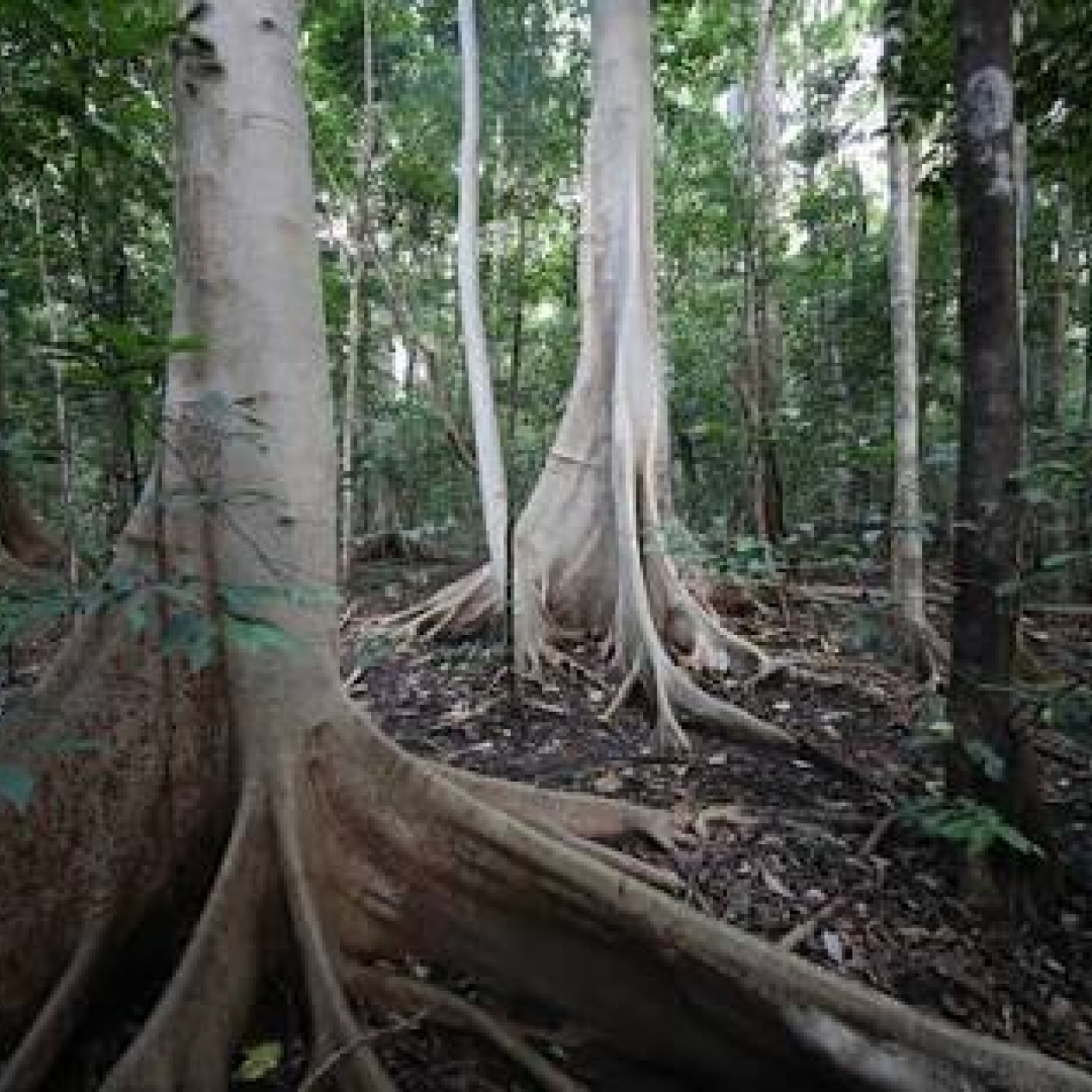 Demi Restorasi Gambut,  Sistem Pemantauan Air Perlu Dibahas