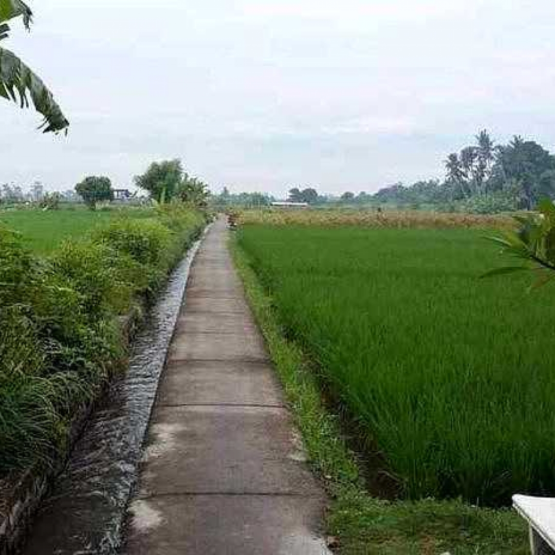 Pestisida Nabati Sampah Cabai dan Tembakau untuk Lingkungan yang Baik