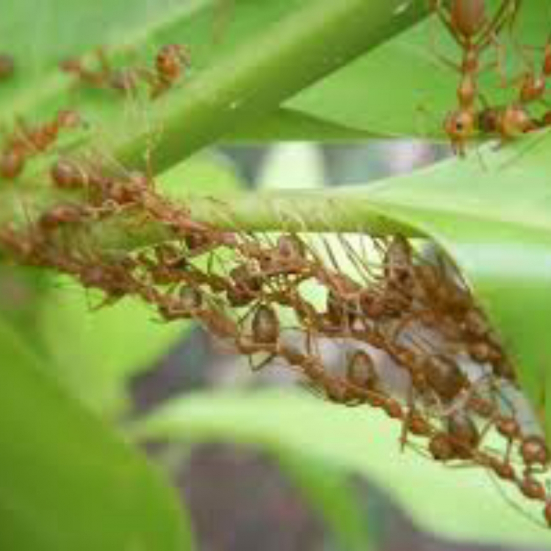 Kenapa Semut Tidak Mati saat Jatuh dari Ketinggian?