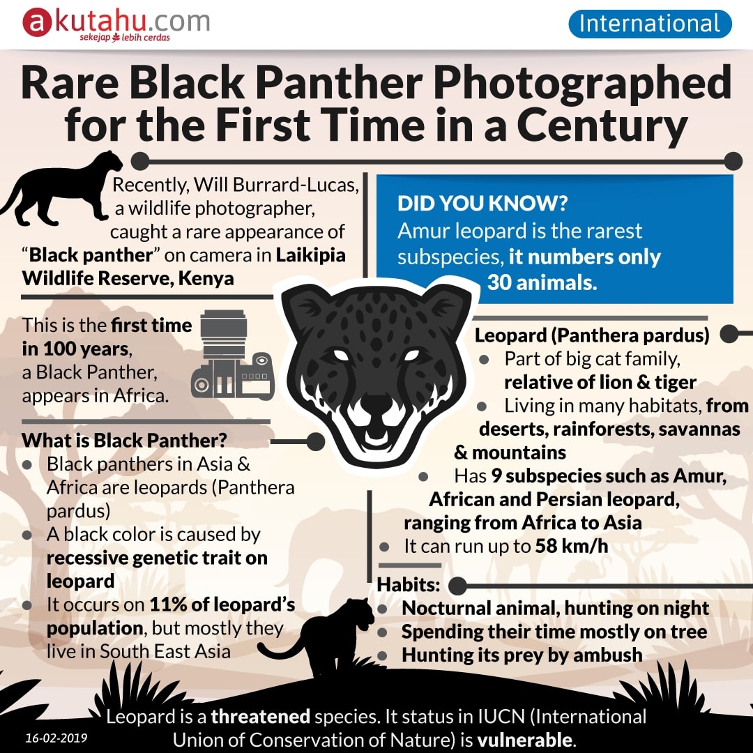 Rare Black Panther Photographed for the First Time in a Century