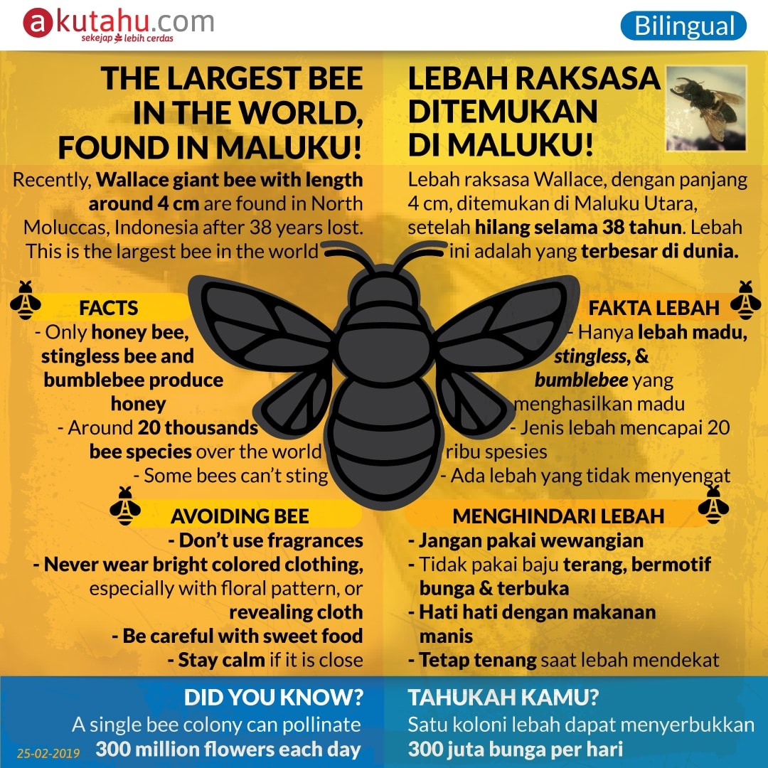 The Largest Bee in the World, Found in Maluku!