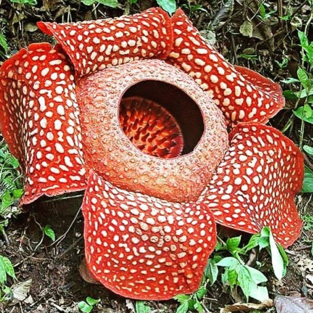  Rafflesia  Arnoldi  Bunga  Raksasa Unik di  Bengkulu 