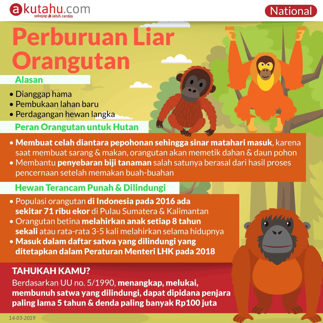 Perburuan Liar Orangutan